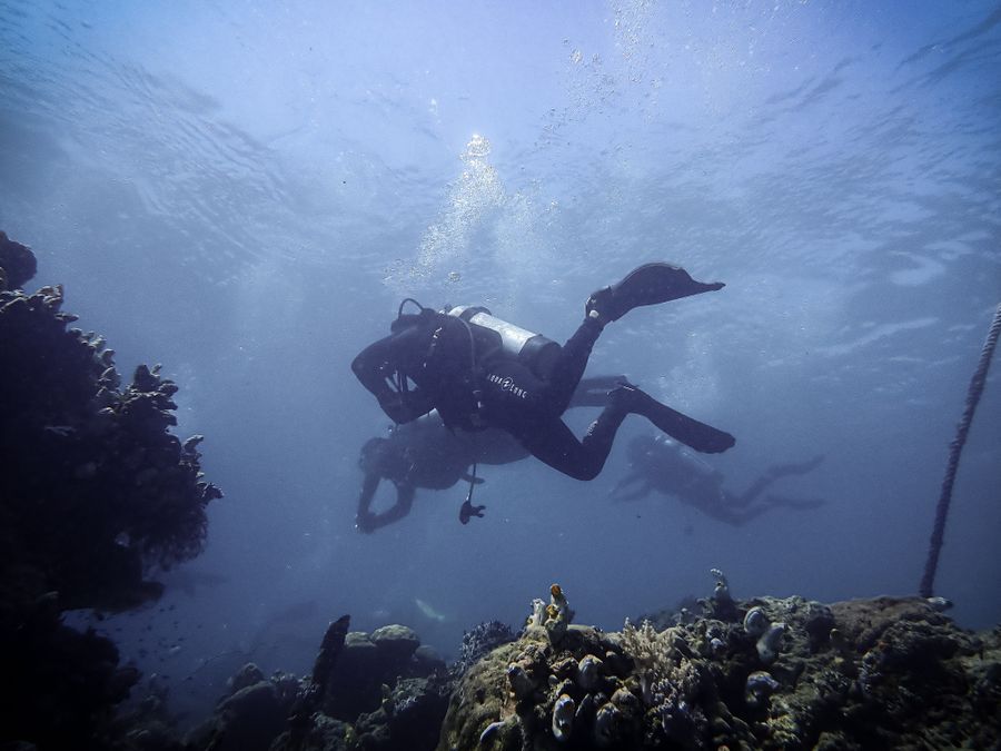 A group of divers on a reef